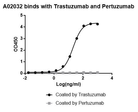 Anti-Trastuzumab Antibody (11C4), MAb, Mouse